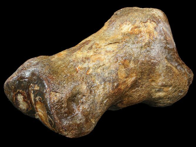 Ice Age Bison Metatarsal (Toe Bone) - North Sea Deposits #43140